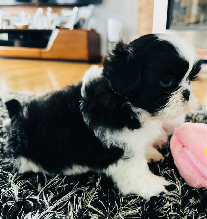Shih Tzu biało-czarny Keks przecudnej urody !!!