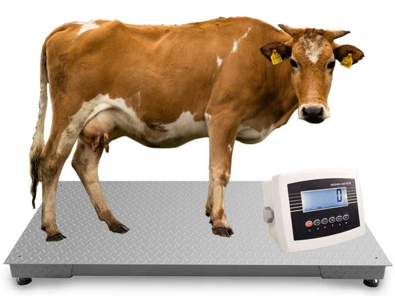 Waga Inwentarzowa 0,8x2,0m 5T 5000kg Bydła Krów Byków Świń Wysyłka
