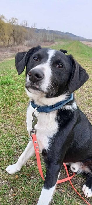 Wally do adopcji! Sandomierz