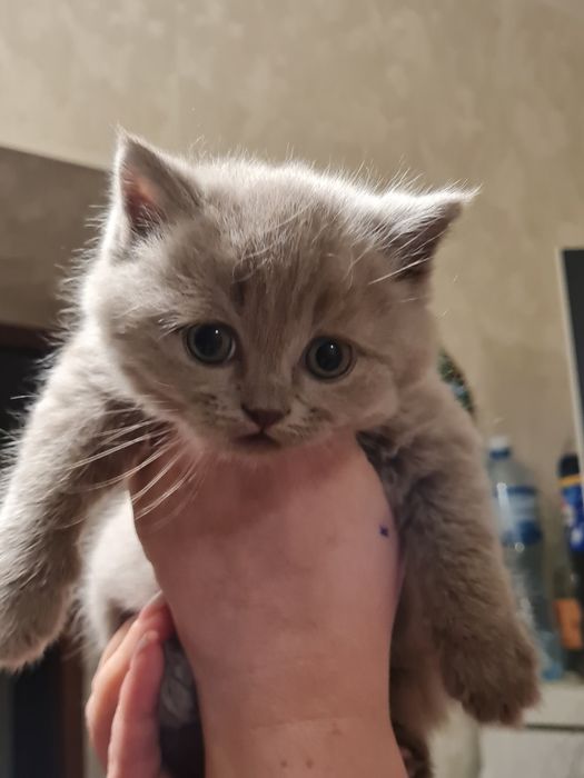 Шотландські кошенята