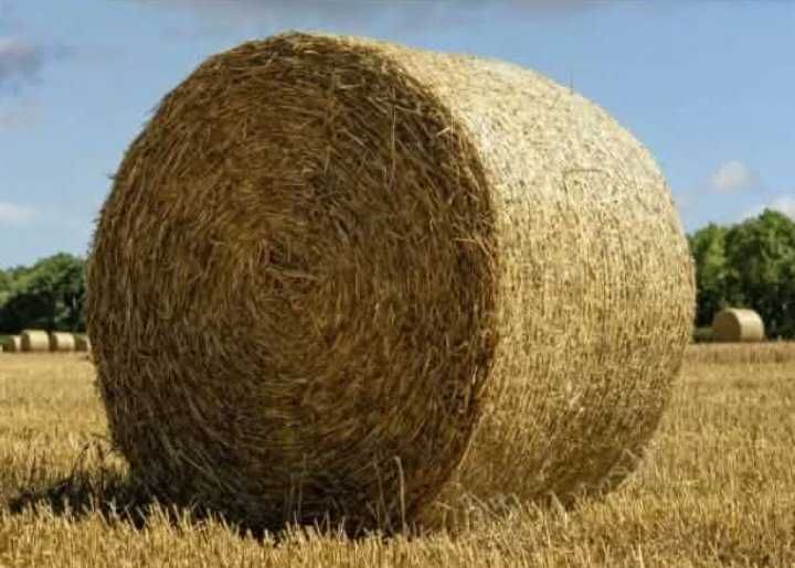 Słoma pszeniczna bale