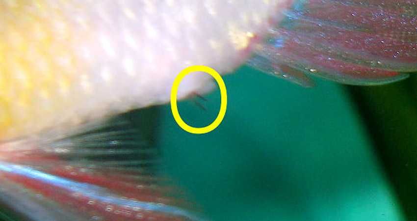 Calamanus desparasitante para Peixes/aquários/lagos 1000L