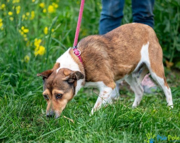 Psiak MAZGAJ rozgląda się za domkiem!