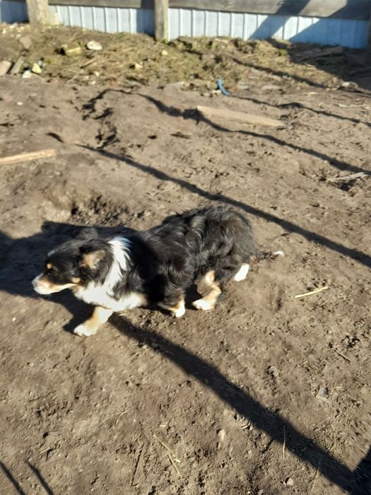 Щенки собака цуценята цуценя 6 міс