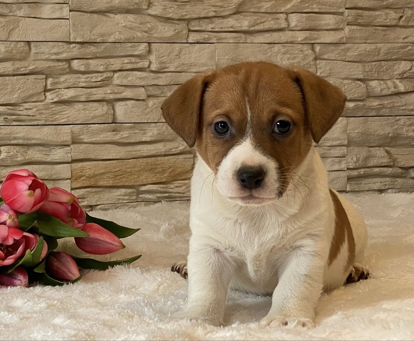 Chłopiec Bursztyn Jack Russell Terrier