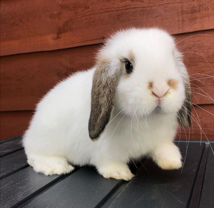 KIT Coelhos anões orelhudos, mini lop super inteligentes e dóceis