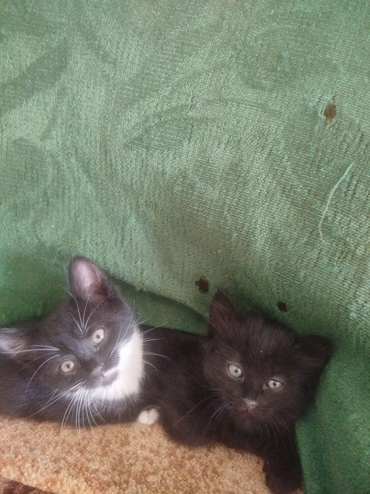 Котенята в добрі рукі