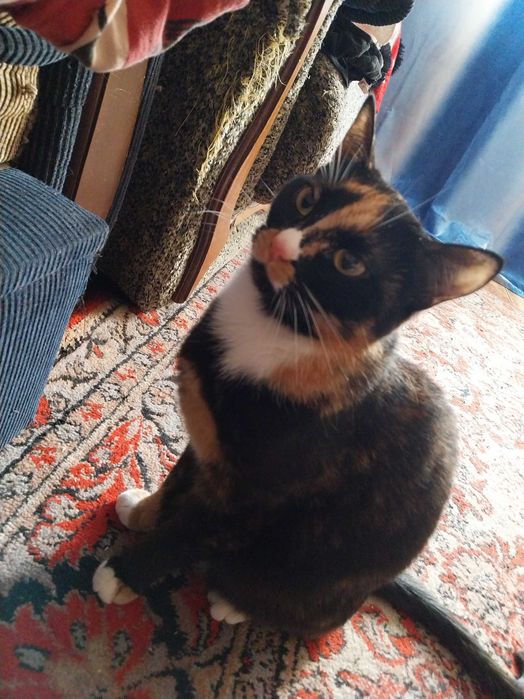 Отдам кошечку бесплатно