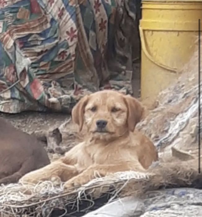 Fana, uma cãozinha procura a sua futura família