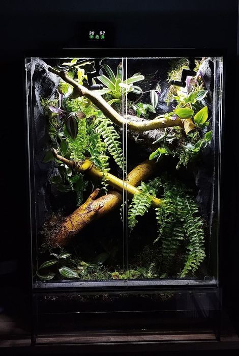 Terrarium tropikalne 40x40x60 gekon orzęsiony jaszczurka drzewołaz