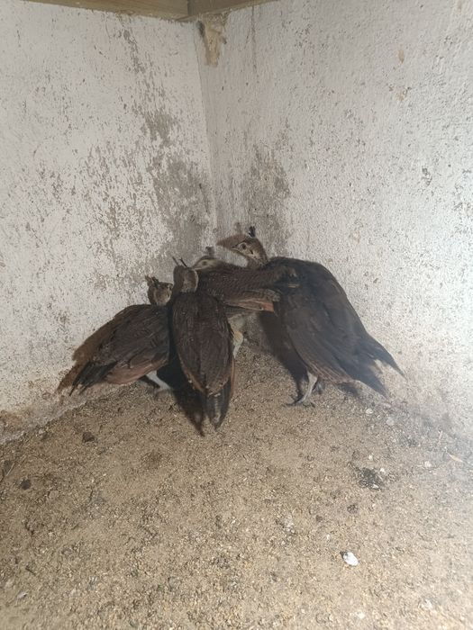 Kaczki Call duck