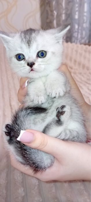 Срібна шотландська шиншила страйт