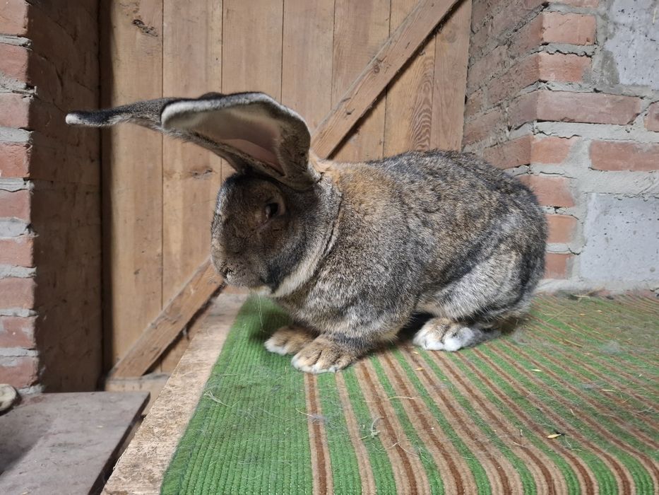 Olbrzym Belgijski Samiec Bos