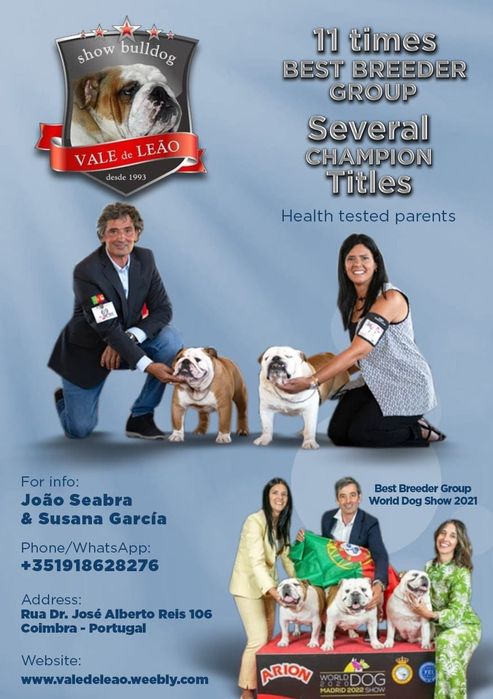 Bulldog Inglês -  com Lop, Afixo, garantia