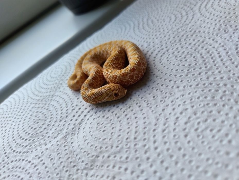 Samczyk heterodon albino