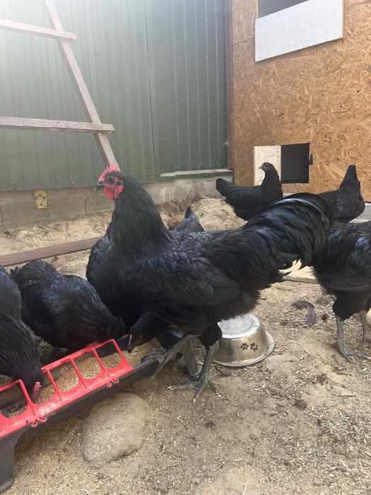 Sprzedam koguty australorp mlode