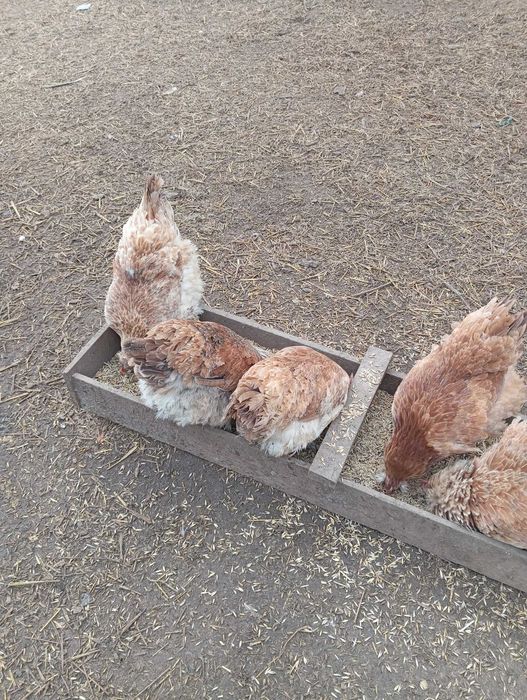 Sprzedam kury faberola