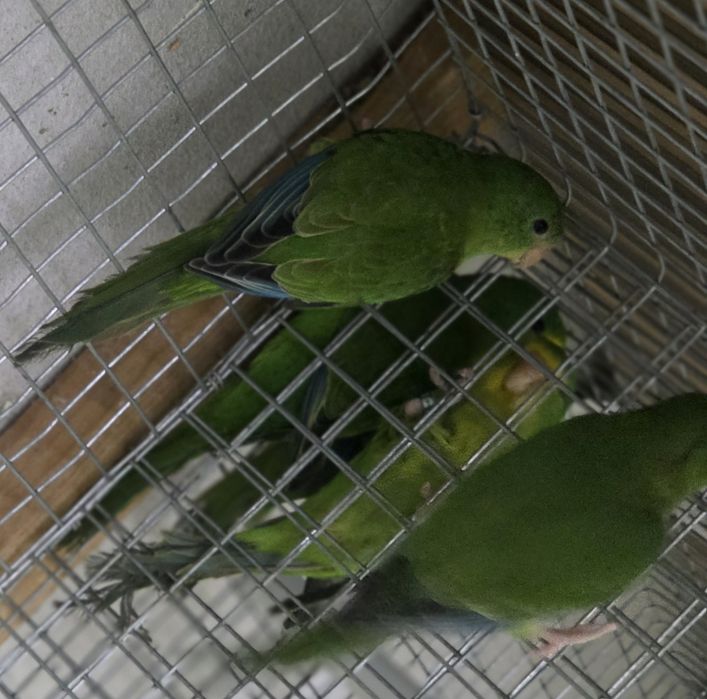 Casais periquito Limao