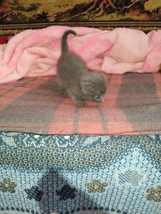 Котята (две девочки)