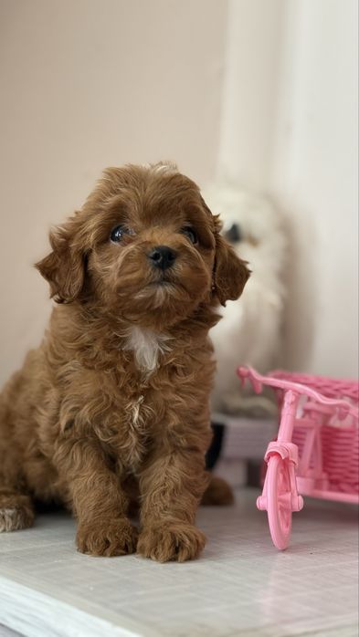 Лялька мальтіпу міні