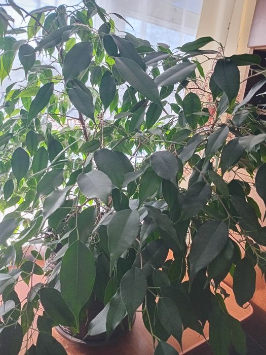 Вазон " Фікус " Бенджаміна