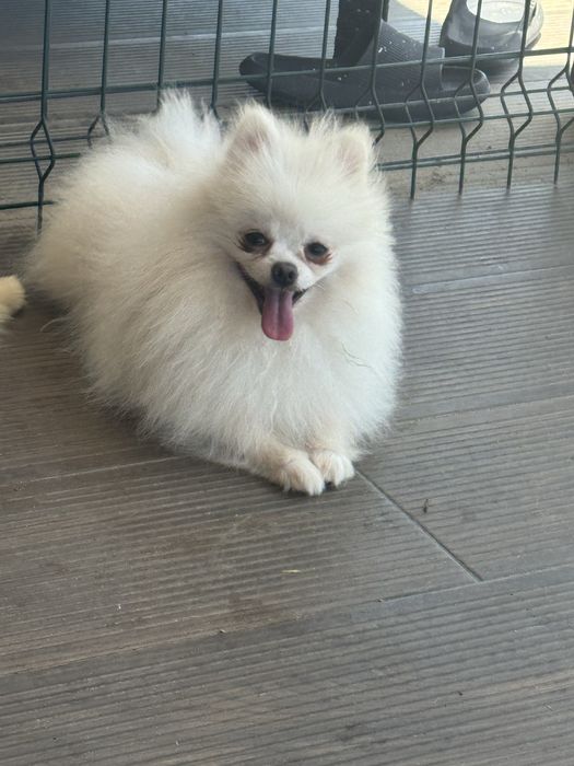 Lulu da Pomerânia Mini Mini