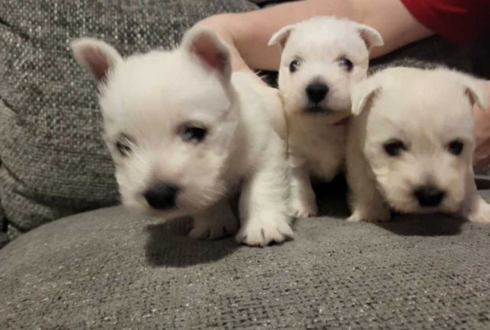 West Highland White Terrier