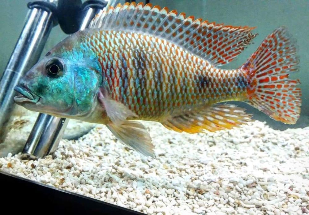 Ciclideos lago Malawi - varias especies