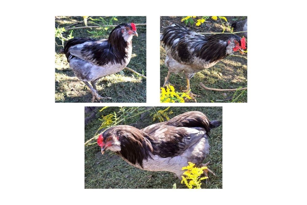 Kogut mix z wiosny 2026 (Araucan x Dominant Blue)