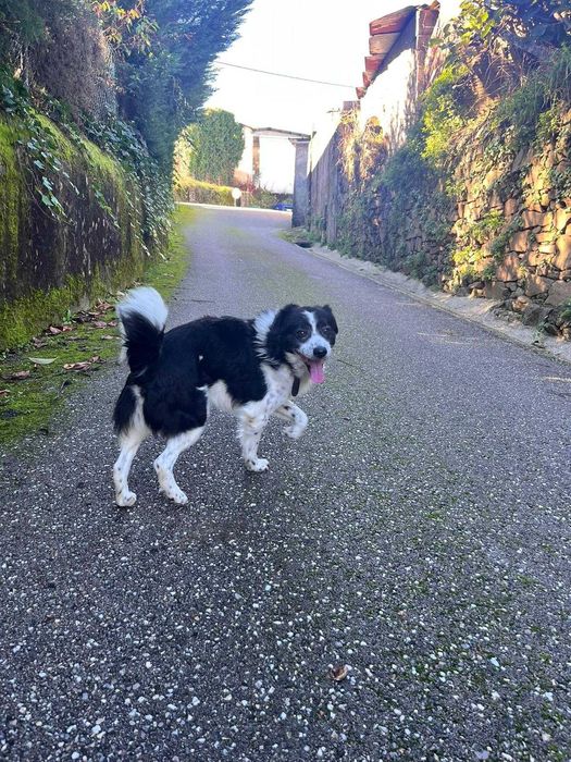 O Black e Pantufa procuram um novo lar