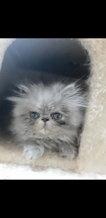 Gato persa azul(cinza)