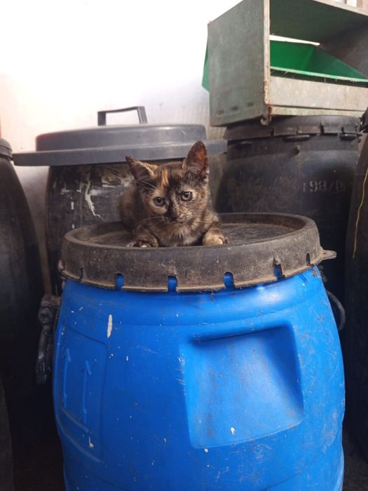 Gatinhos para adoção