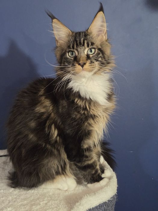 Kocurek Maine Coon FPL