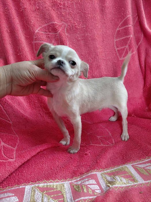 Стандарт чихуахуа. Хлопчик. Красунчик Коббі типу. Бебі фейс. Вік 3,5мі