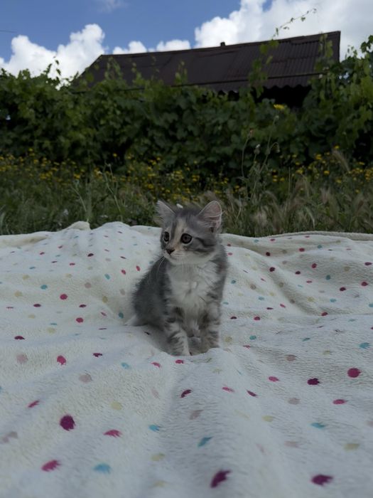 Милые котята ищут любящих хозяев