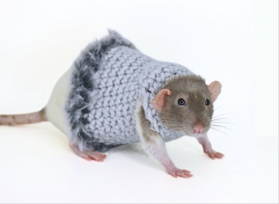 Декоративні щури різніх порід
