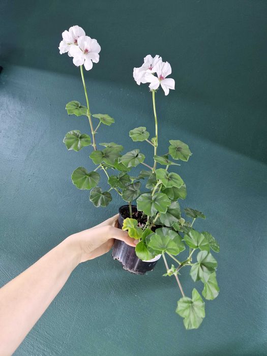 Рослини кімнатні для кашпо