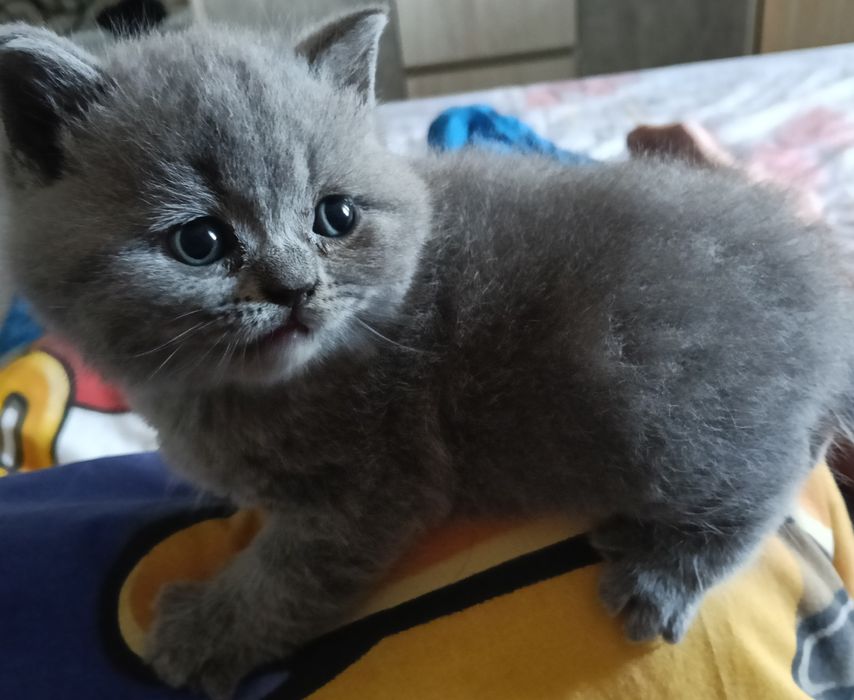 Неперевершене  кошеня для вашого комфортного життя.