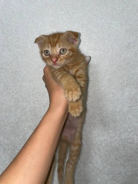 котята веслоухие