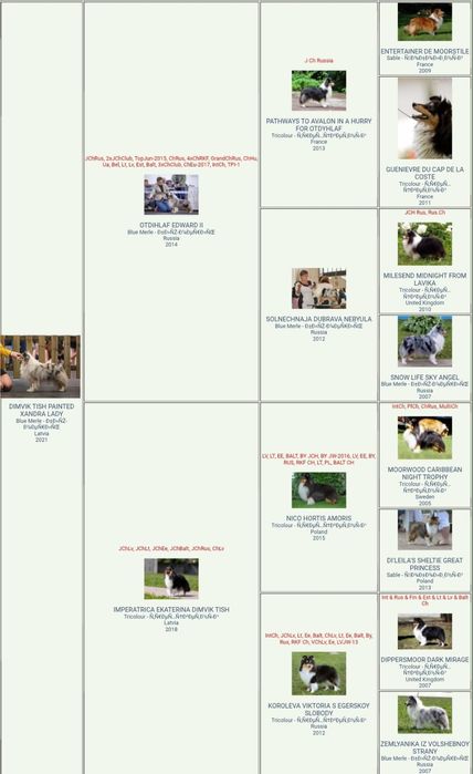 Owczarek Szetlandzki - Sheltie