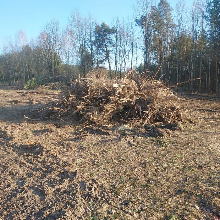 Oddam gratis. Korzenie Sosna, Brzoza, Dąb.