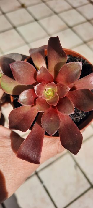 Suculentas saudáveis (aeonium).