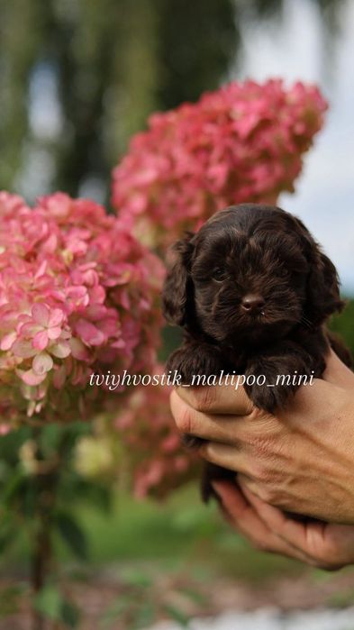 Хлопчик Неймовірні Шоколадні Мальтипу