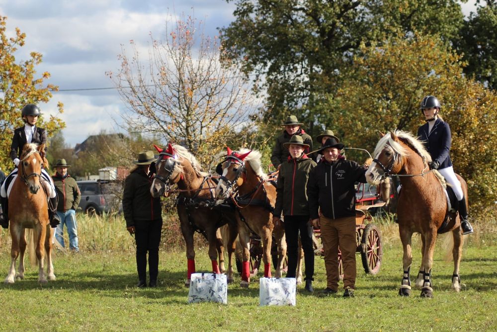 Ogier Haflinger Birbal Familia
