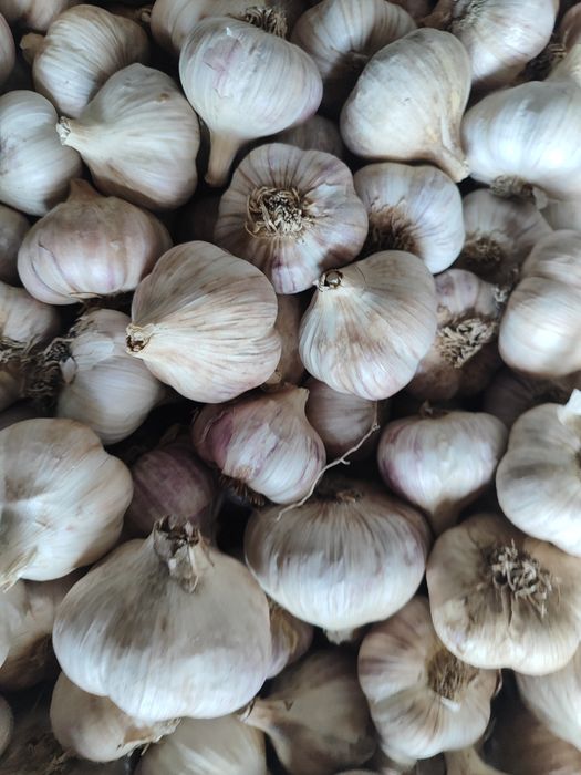 Часник великий, середній