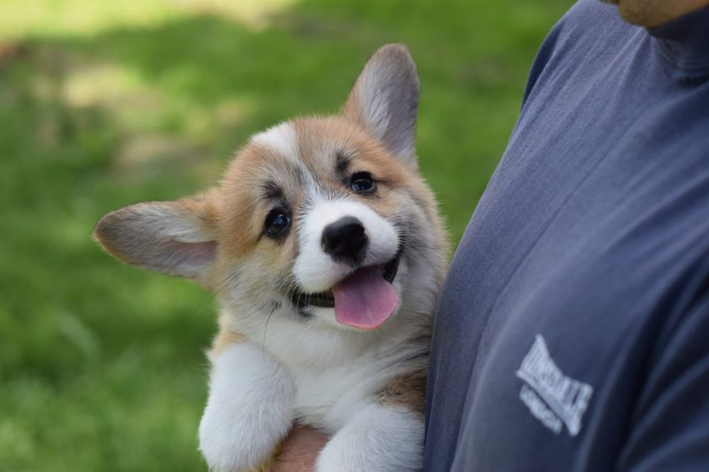 Щенок вельш корги пемброк девочка