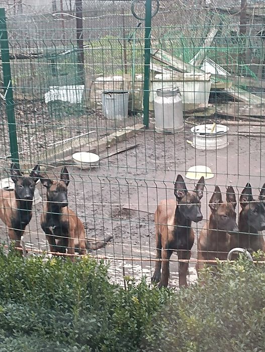 Малинуа Найкращі цуценя бельгійскої вівчарки