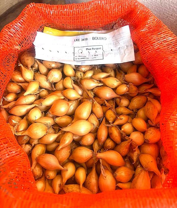 Голландська цибуля у мішках свіжий завіз