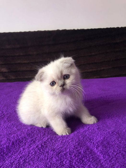 Macho Scottish Fold