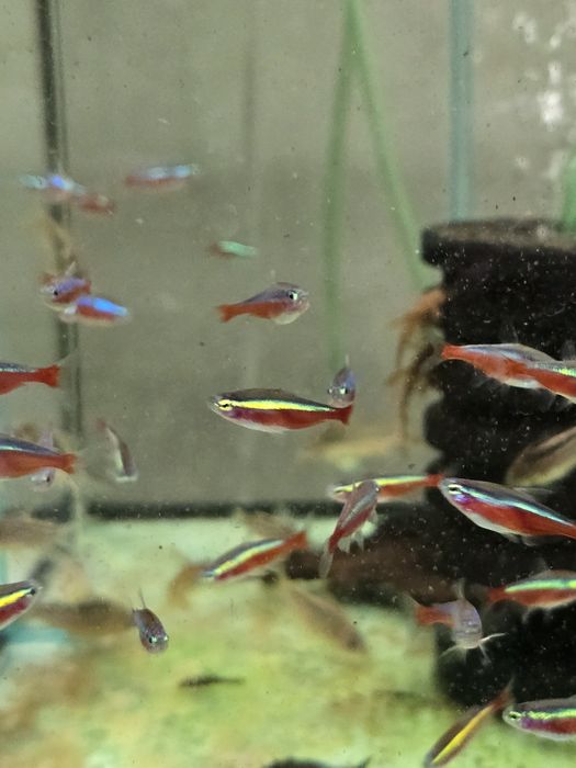 Neon czerwony sprzedam